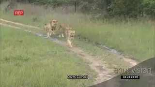 A Pride of African Lions walking Playing and running on the dirty Road near the bushveld