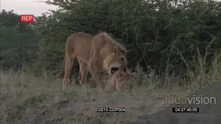 African Male Lion running to the Lioness Mating behavior