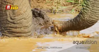 African Elephant mud bathing and splashing water with its trunk.