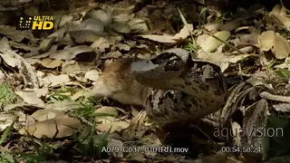 Gaboon viper fails to bite a rat, strike and and slithers away from it.