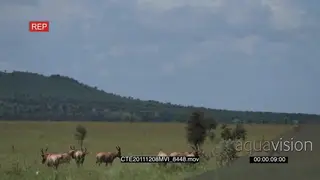Red Hartebeest herd with calf running scouting around Savannah grass plains
