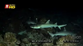 Whitetip reef sharks hunting at night