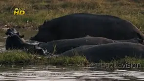 Bloat of young and adult Hippo submerging, wading and looking around
