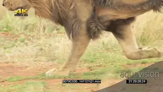 African Male lion feet running across