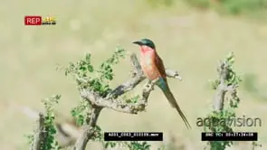 Carmine bee-eater perched on branch WS