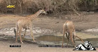 A pair of giraffes standing and drinking water GENERAL BEHAVIOUR