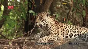 Jaguar (Panthera onca) resting on riverbank