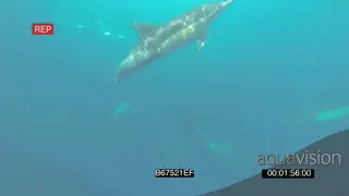 Common Dolphins Cape Gannets Dusky Sharks swimming hunting feeding off Sardine baitlball.