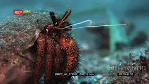 Close up front shot of a red with white dots, giant spotted hermit crab.