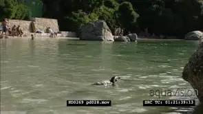 African Penguins on Boulders beach, between bathers and beachgoers