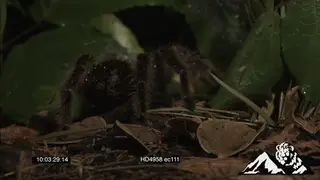 Goliath Bird-eating Spider hunting a Pygmy Sand Mouse walking around next to it