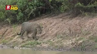 Jaguar walking on riverbank