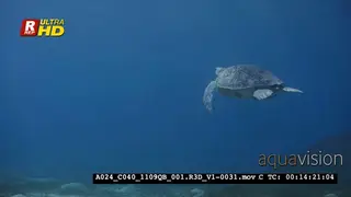 A Tracking shot of a Green Sea Tutle, Chelonia mydas eating sea grass with two Remoras.