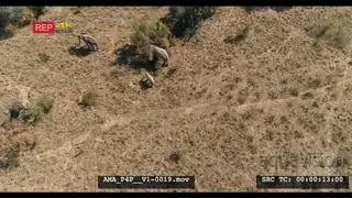 Aerial Drone African elephants and calves feeding off bushes