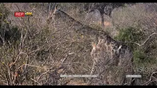 Giraffe walks past a tree laden with a congress of baboons eating berries off the tree.