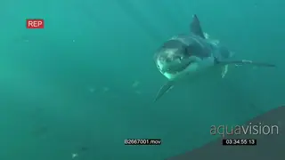 Great white shark gently swimming underwater in ocean turning and passing by a board and.