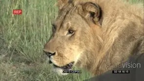 CU of sub adult male Lion face PROFILE