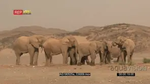 Desert elephant family with a tiny calf gathered around a waterhole wind blowing sand in.