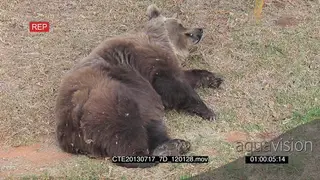 Brown Bear cub resting
