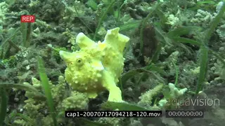 Frogfish swimming and walking underwater in an aquarium MLS HAND