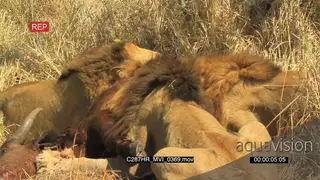 Lion males feeding on Hartebeest MCU