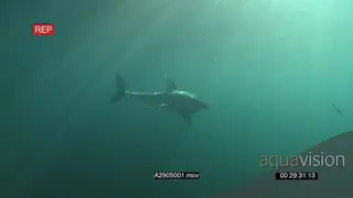 Great white shark gently swimming and turning underwater in ocean then passing by LA PAN.