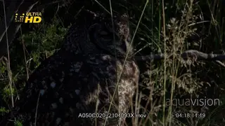 Verreaux's Eagle-owl looking around,roosting on top of the rock and sheltered with.