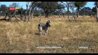 Baby zebra suckles on its mother with impala herd walking in the background in distance