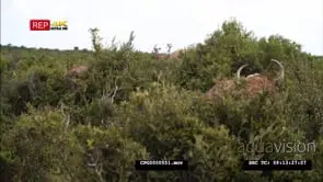 [2] Cape Buffalos Grazing in the Bush