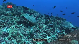 Hawksbill Sea Turtles (2) feeding on coral.