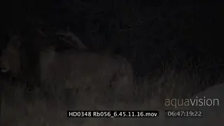 Adult male Lion laying down falling asleep, gets up and walks; MS. low light