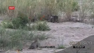 Male Leopard stalk, chase and catch Baboon in a riverbed NTD