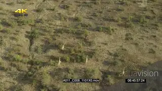 Aerial Mashatu Giraffe herd running