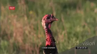 Turkey standing and looking around CU