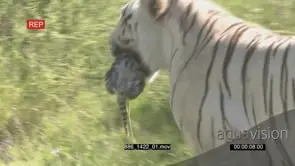 Tiger Canyons carrying Still Born Tiger cub