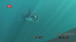 Great white shark gently swimming underwater in ocean passing by camera UW HAND
