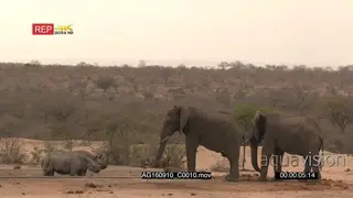African Elephant and Black Rhino confrontation at waterhole WS