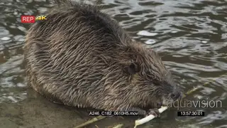 Beaver eating a bark in a pond FF PROFILE