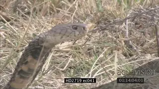 Mozambique Spitting Cobra laying on grass looking around then crawling away MCU TD PAN