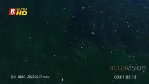 Sardine Run shoal migrating and protective against Cape fur seals colony hunting and.