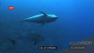 A pair of bottlenose dolphins swimming UW