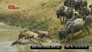 Wildebeest herd jumping into mara river