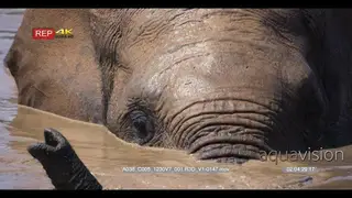 Extreme front shot of an elephant's face and trunk swimming.