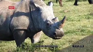 White Rhino standing on bushveld grazing MS