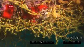 Indian Lionfish swimming in dark WS