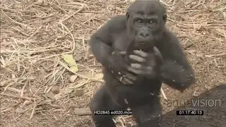 Young Gorilla on dry, grassy ground beating chest and looking at camera HA MS HAND