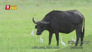 Cape Buffalo followed by Cattle Egret walking.