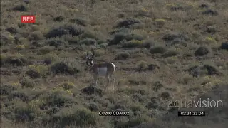 A pair of Pronghorn Antelopes standing and looking around and the other one walks off.
