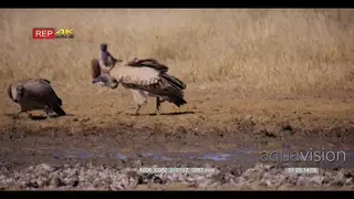close up shot of three white-backed vultures, gyps africanus drinking water