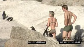 African Penguins at Boulders Beach, with beachgoers and bathers